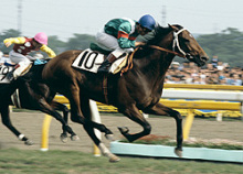keiba_shinbori1.png
